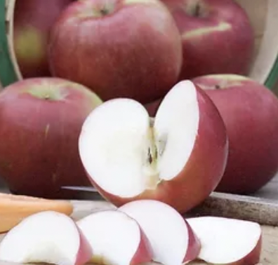 Our Apples — Apple Jack Orchards